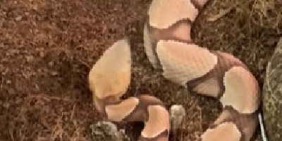 Columbia snake